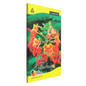 Classmate Longbook Regular Notebook unruled 160 Pages (Multicolor, Pack of 6)